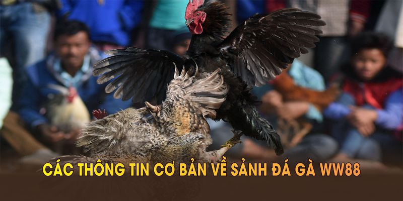 Các thông tin cơ bản về sảnh đá gà WW88 bạn nên biết